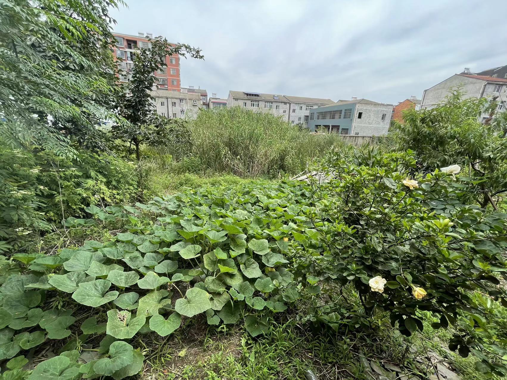 黄荆私房前宽后宽有院子城东方便看房