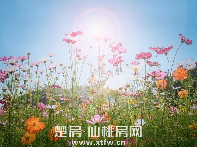 蓝天花园——真意舒居，共享人间美好