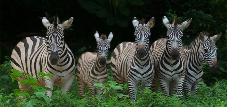 哇！野生动物标本公益展览来袭！抓紧机会！