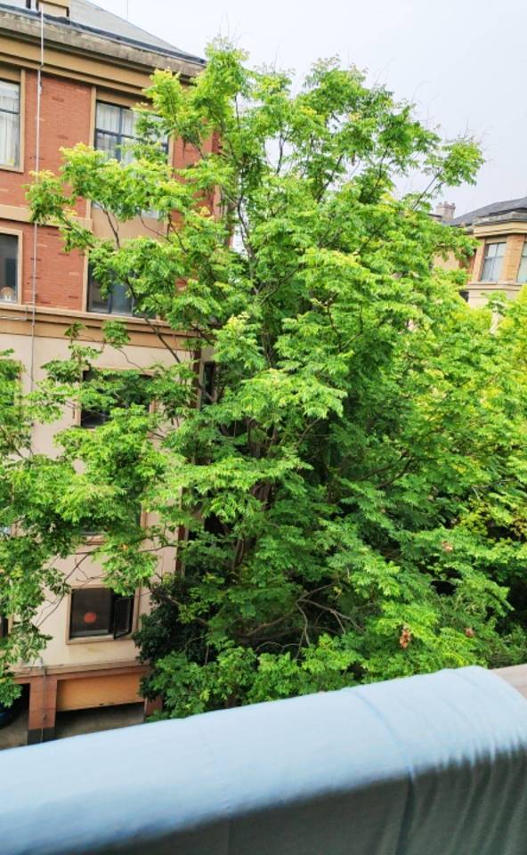 边套房绿化光线都好