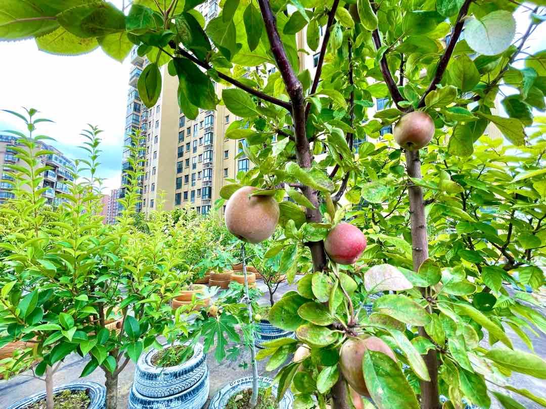 三丰鼎城，小高层，带露台的房子，一口价32.8万，证满二