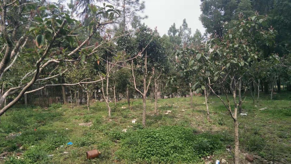 城南天诚缘毛坯大三房南北通透户型，好楼层随看房复式电梯买一层得两层