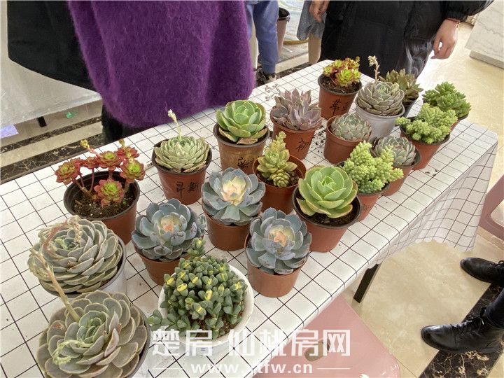 多肉创意盆栽DIY圆满结束，高铁红盘感谢与你的相遇