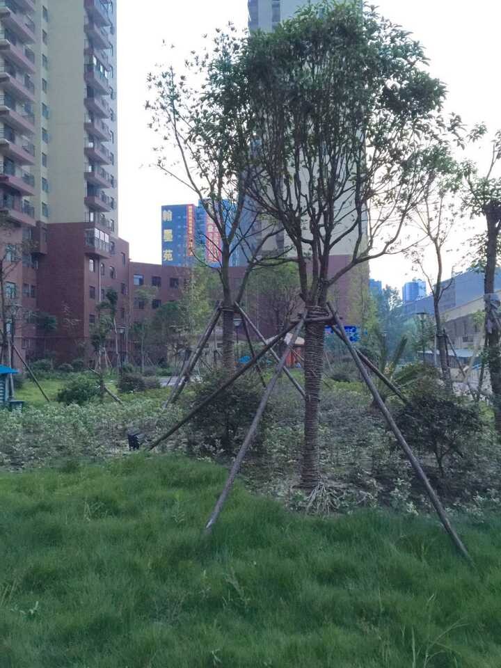 仙桃一中正对面，小区：上苑一品精装拎包入住