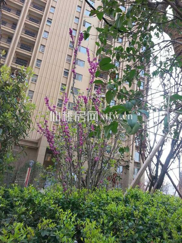 小区实景图