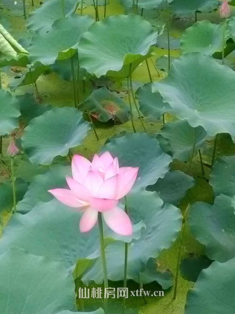 新八中锦绣龙城