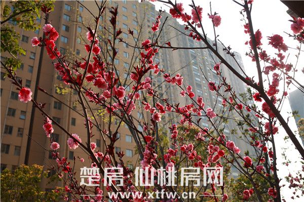 锦绣江山小区实景图