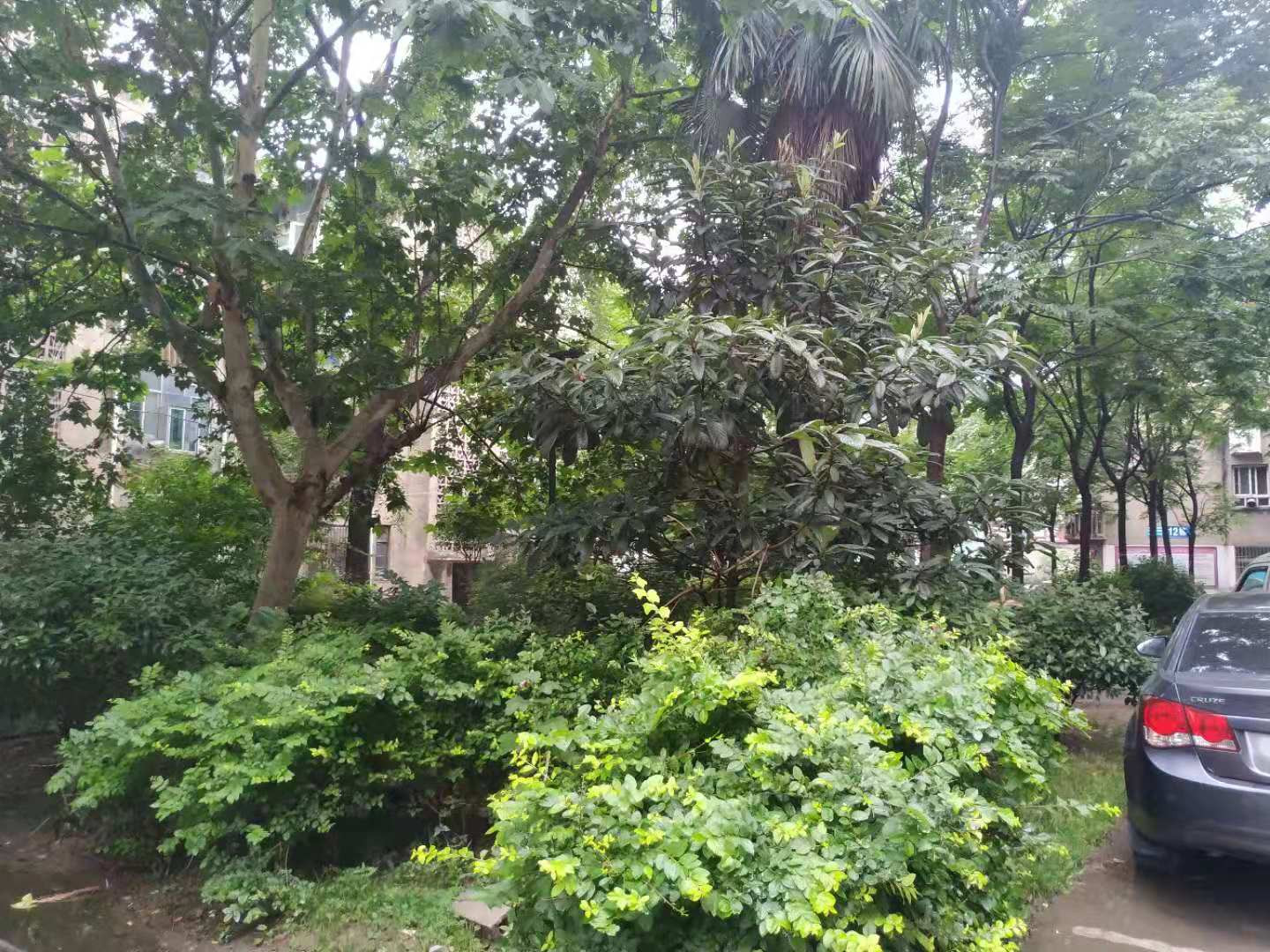 交通路汉江花园小区一楼（共7层）门前小花园