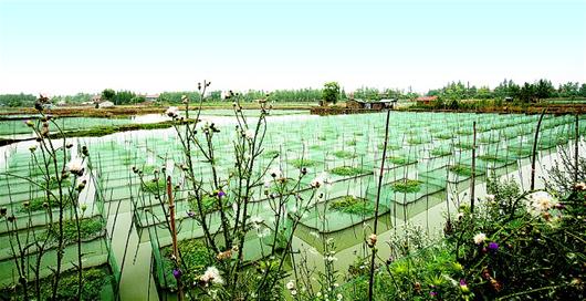 大转型 大提升——仙桃县域经济走笔之二