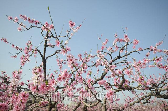 201703021452361004.jpg 桃花开.jpg