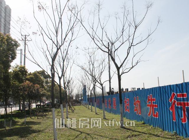 妇幼新址工程进度飞速 树木栽种已经成型