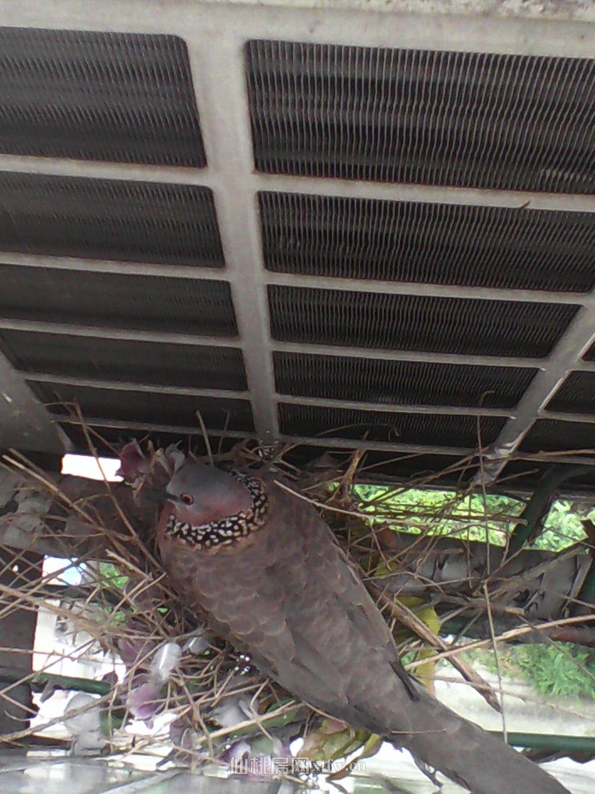 复州花园学区房急售