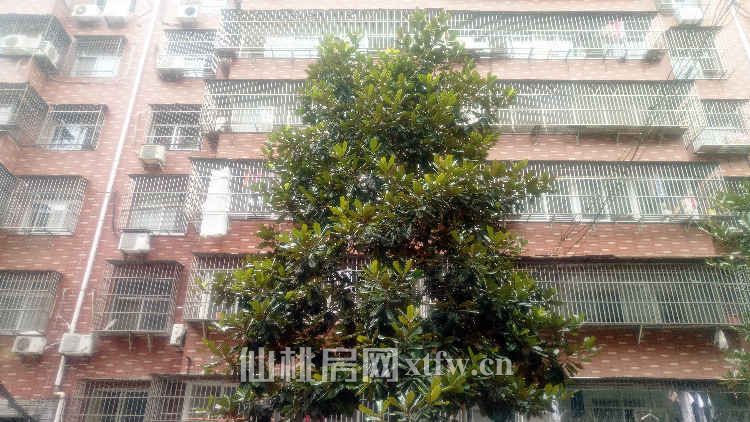 仙桃中学正北门