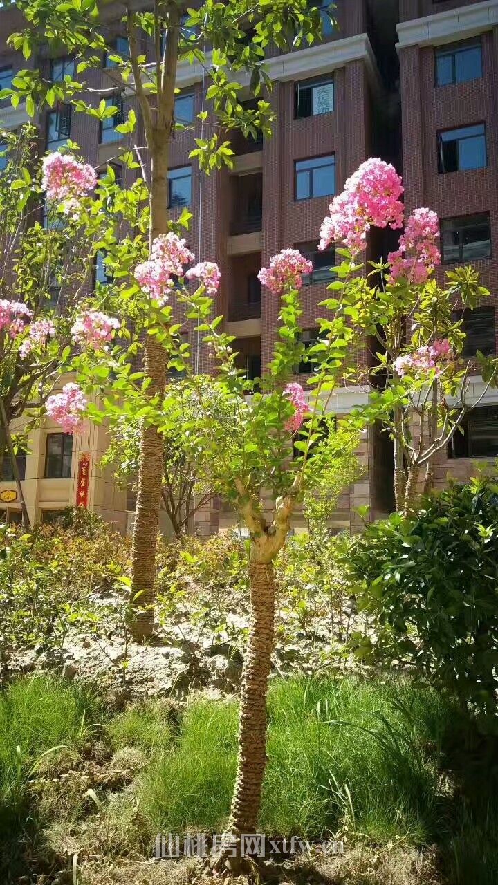 新城一号五期现房出售